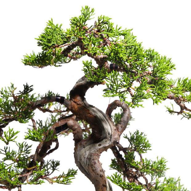 真柏　-Japanese Juniper-　（推定樹齢30年）-M0020- 詳細画像